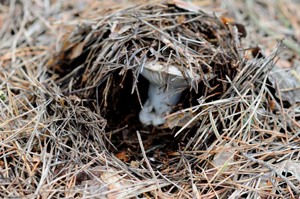 R. brevipes – This is how it looks as it forces up woodland debris, forming what some people call a “mushrump” (a mushroom hump).